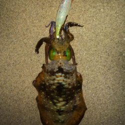 夕マズメエギング